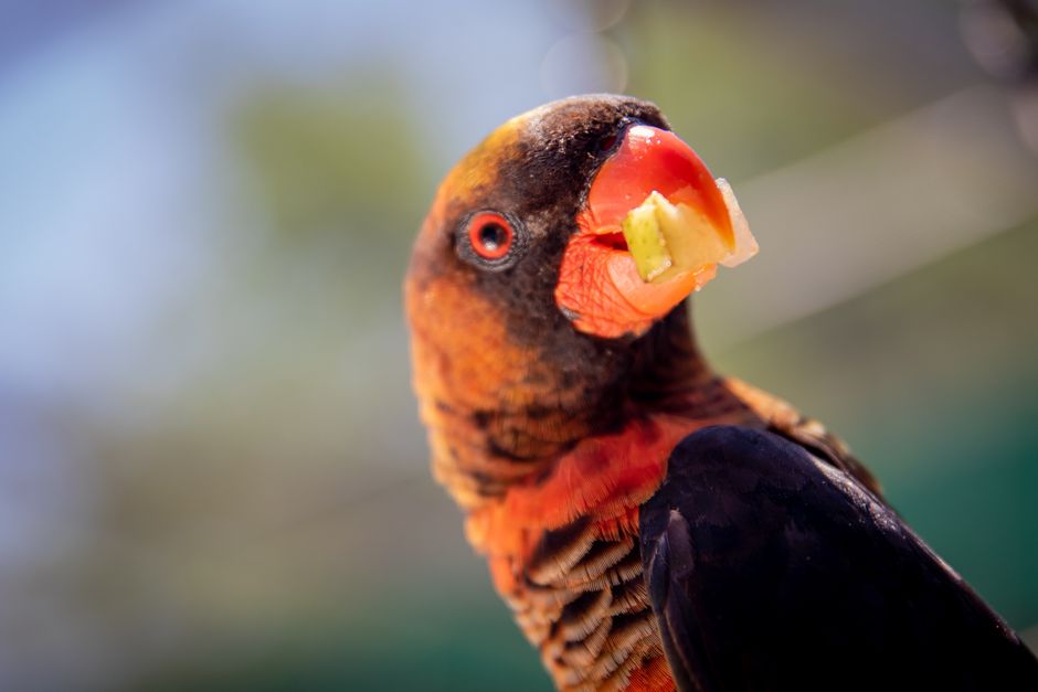 Vibrant parrot savors a piece of fruit, showcasing vivid colors in natural setting.