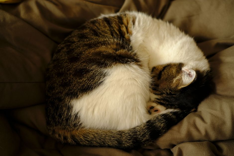 A close-up of a cat curled up and sleeping on a soft blanket. Perfect for pet lovers.
