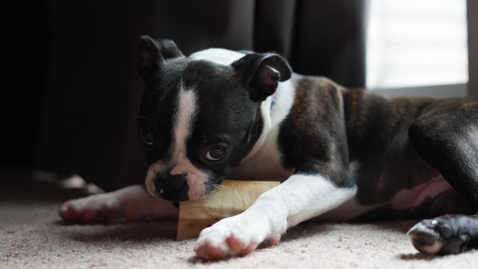 Adorable Boston Terrier puppy lying indoors chewing a bone, captured in soft natural light.